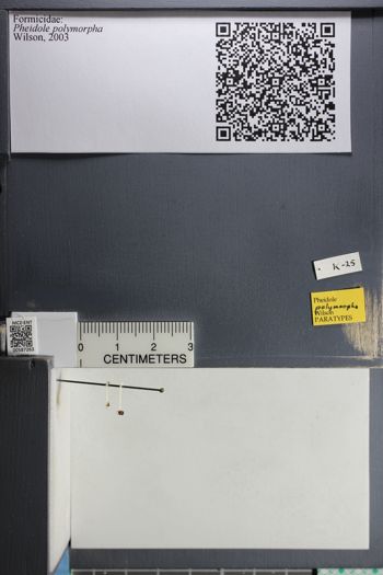 Media type: image;   Entomology 587263